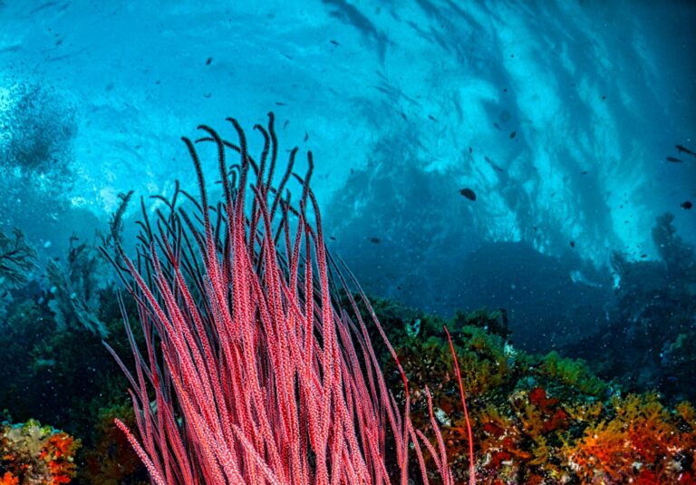 🇸🇦 Arabia Saudyjska w&nbsp;centrum działań na&nbsp;rzecz ochrony raf koralowych